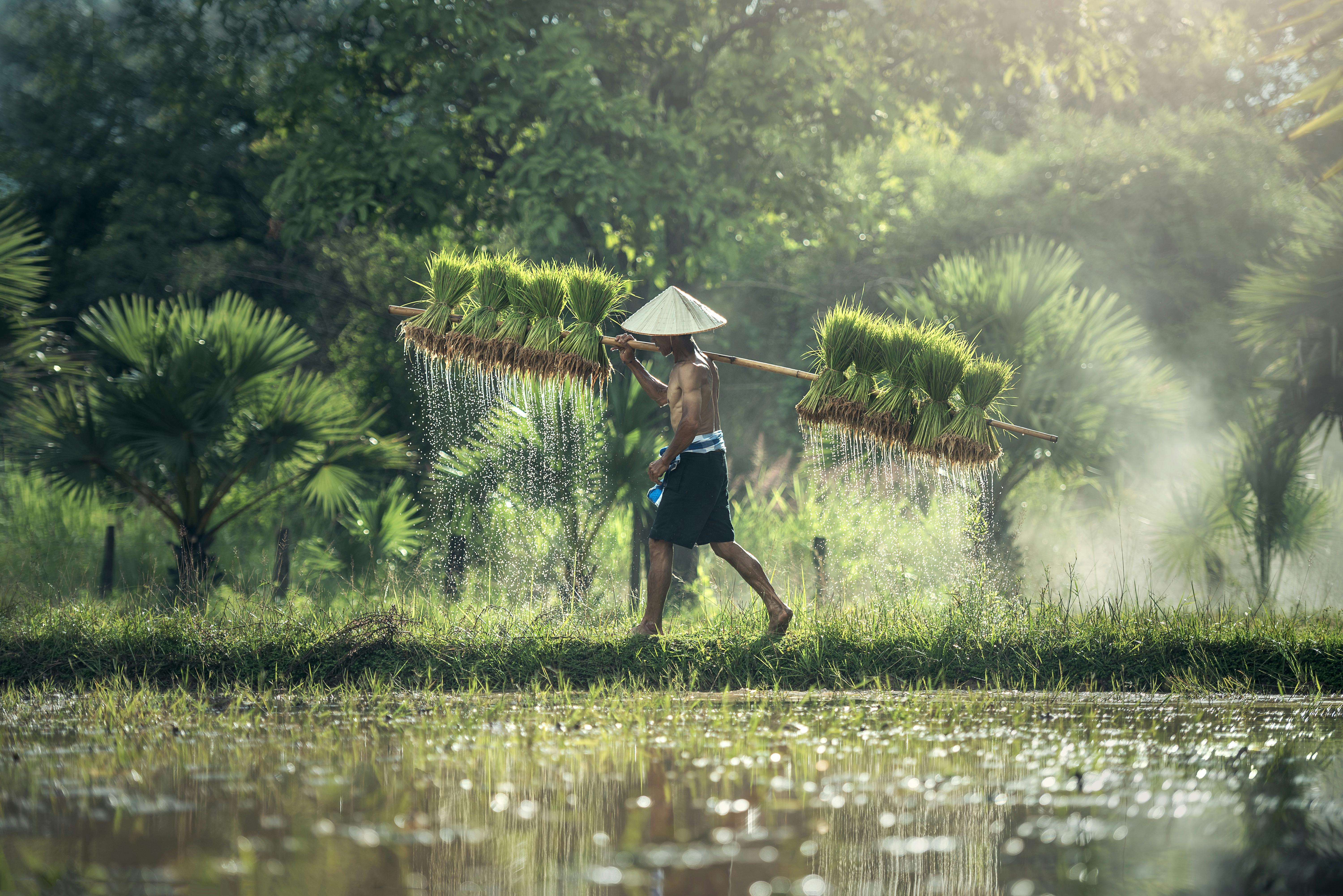 Farmer walking with produce